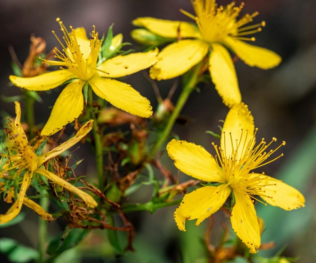 Free stock photo of closeup, closeup photography, detail shot